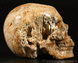  Corail Fossile sculpture 06